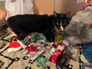 Mr. Meows the cat standing above some opened gifts
